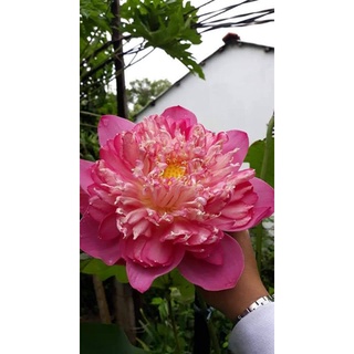 Hạt sen quan âm. bạch liên. hoàng yến