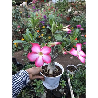 Sứ Thái hoa đơn 2-3 năm màu hoa như hình, giao cây như hình