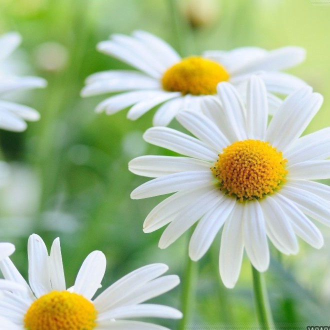 Hạt Giống Hoa Cúc Họa Mi Marguerite 50cm - SL: 100 HẠT