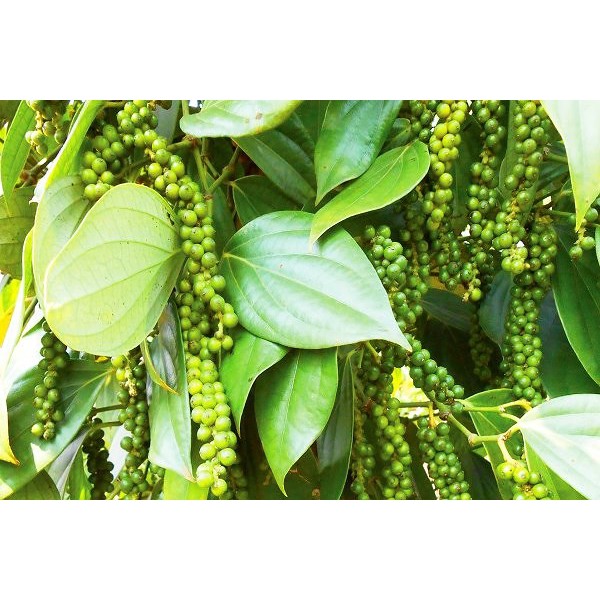 Cây giống Tiêu Trâu.