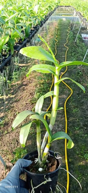 Lan dendro màu tím trắng cây trưởng thành sắp hoa như ảnh bìa