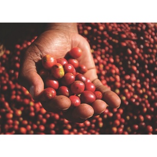 Cà phê Robusta pha phin loại 2