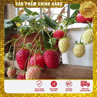 COMBO HẠT GIỐNG DÂU TÂY ĐỎ HẠT GIỐNG MÂM XÔI ĐỎ