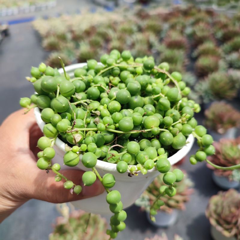 Sen Đá Hạt Ngọc Tròn Size Trung 10-12cm, Sen Đá PANDAA GARDEN Đà Lạt Khoẻ Đẹp, Thích Nghi Mọi Khí Hậu, Lỗi 1 Đổi 1