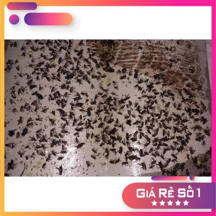 Bộ 10 miếng Keo dính ruồi Nam Kiệt giá rẻ chất lượng cao, NGỌC HIỂN FOODY