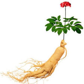 BỘT NHÂN SÂM NGUYÊN CHẤT 100% - 50G