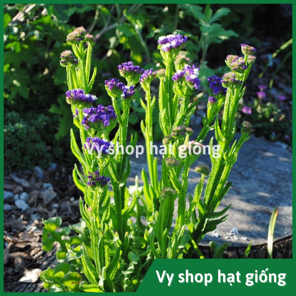 Hạt giống hoa salem Thái Lan gói 100 hạt mix màu