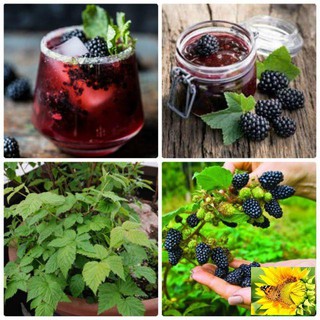 Hạt giống Cây Mâm Xôi Đen 30 Hạt phúc tử bồn