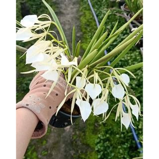 Lan Brass nữ hoàng bóng đêm đang hoa ( hoa thơm)