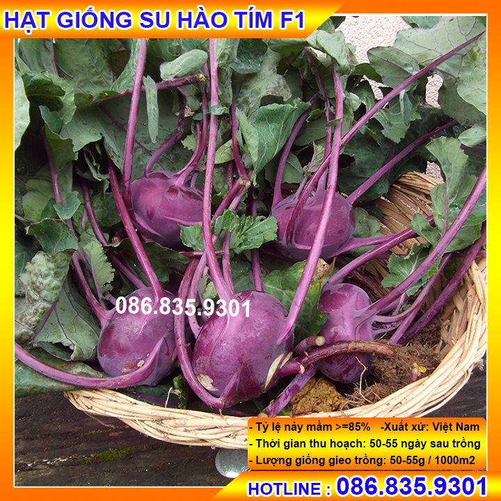 Chính hãng HẠT GIỐNG SU HÀO TÍM CHẤT LƯỢNG