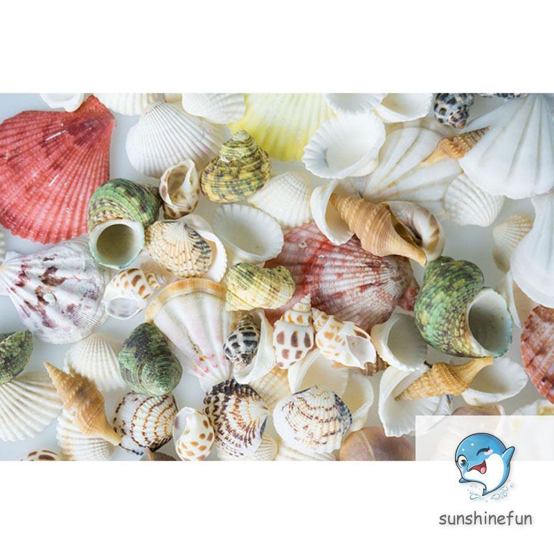 100G Vỏ Sò / Ốc Biển Trang Trí Bể Cá
