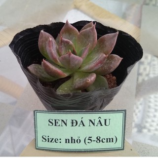 Sen đá nâu - size nhỏ (5-8cm)
