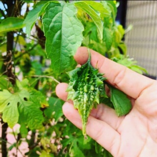 🌿🍀TRÁI KHỔ QUA KHÔ RỪNG CÓ GAI 🌿💕