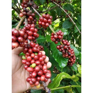 1 CAFE NHÂN robusta(giao hàng nhanh 300G)