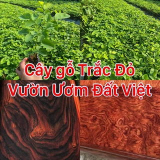 Cây giống gỗ Trắc Đỏ thuộc dòng gỗ quý cây cao 20 - 30 cm #cây_giống #cây_trắc_đỏ