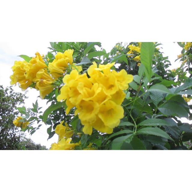 cây Hoa Huỳnh Liên (loại lớn) siêu hoa