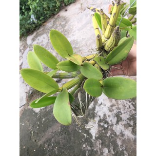 Lan ống điếu ghép gỗ