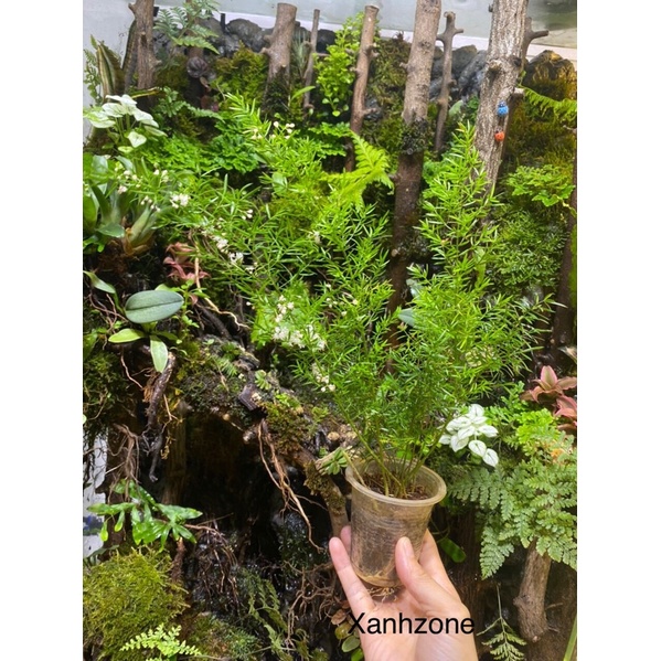 cây thiên môn tùng set hồ bán cạn, non bộ, terrarium