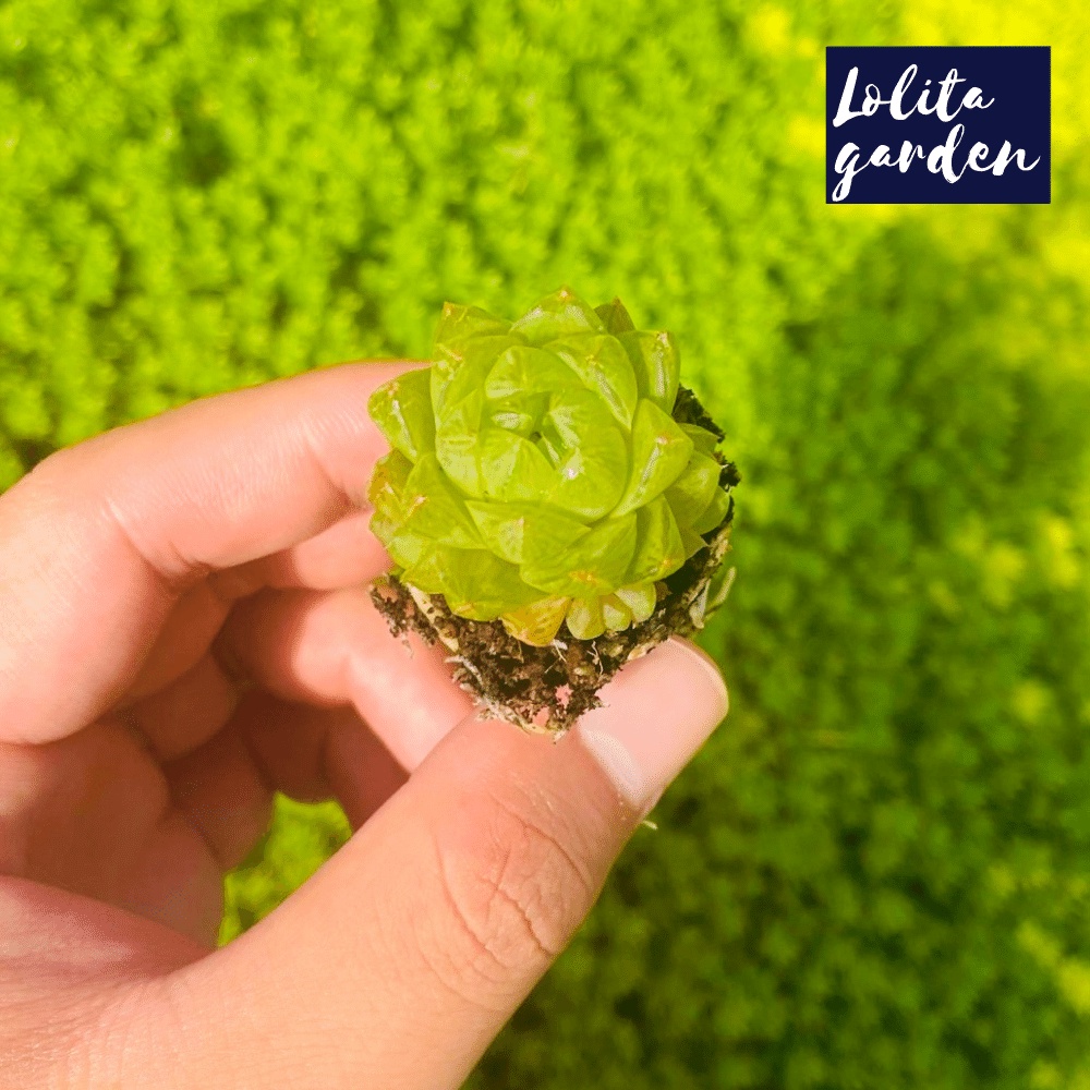Sen đá ngọc lá bé Đà Lạt size mini cây cảnh trang trí nhà cửa Lolita garden