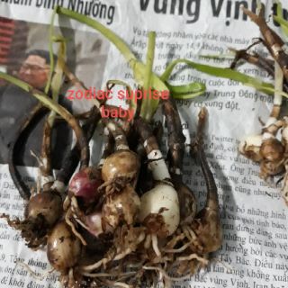1 củ huệ mưa hồng (zodiac suprise) (hình củ 5,6,7,8)