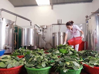 Nước cất lá trầu không