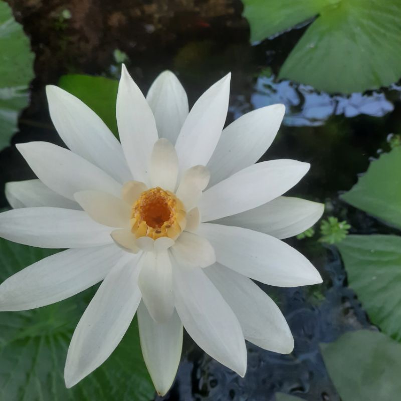 Hoa Súng Mĩ Màu Đỏ.trắng