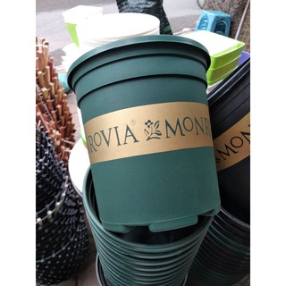 Combo 5 chậu Mon 5gal giá rẻ