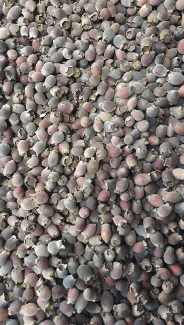 1kg Quả Sim Rừng Khô