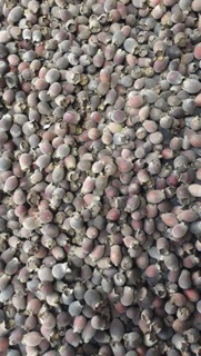 1kg Quả Sim Rừng Khô ( quả chín )