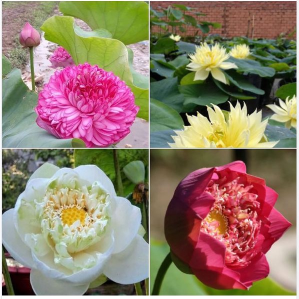 Hạt Giống Hoa Sen Nhiều Màu Các Loại, Trồng Quanh Năm, Dễ Trồng - Khang Nông Seeds