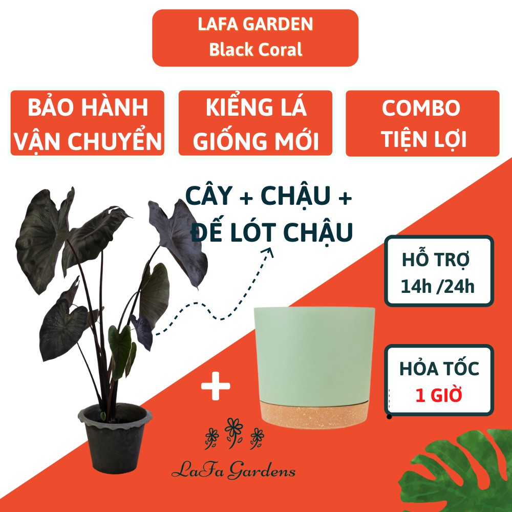 Cây kiểng lá Black Coral LAFA GARDEN, Kích thước (40-60cm), Combo kèm chậu và giá thể trồng cây