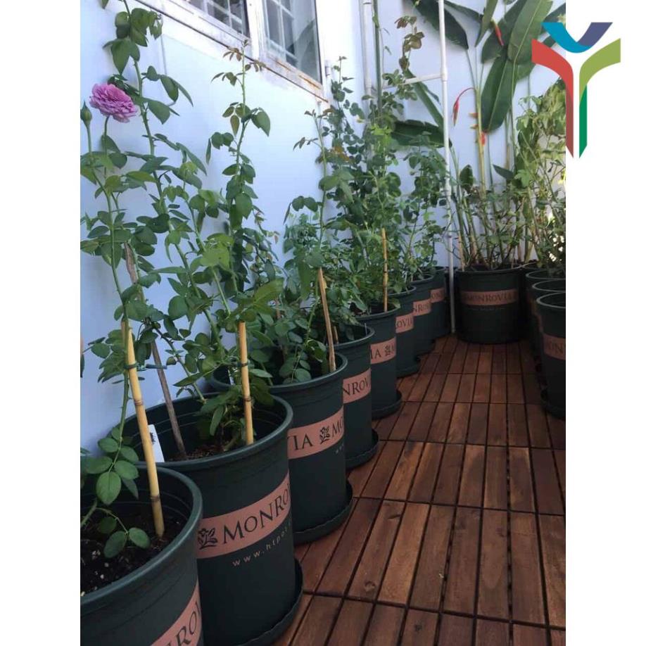 Đất sạch trồng cây, rau, hoa TRICHOMIX bao 25kg