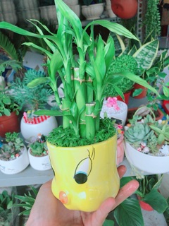 Chậu trúc phát tài gà vàng