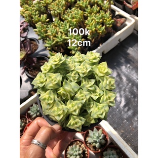 Sen đá Xiên Thịt viền đỏ 17cm