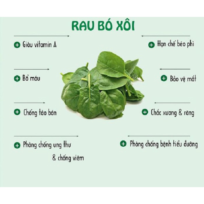 Gói 2gram hạt giống cải bó xôi, rau bina, rau chân vịt nảy mầm tốt JL37