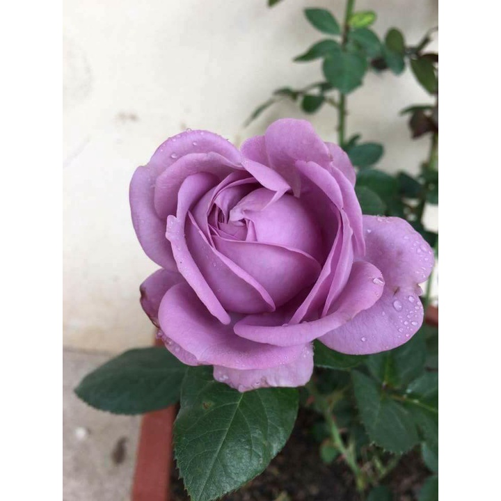Hoa hồng bụi Thạch Lam Kinda Blue cho hoa màu tím mộng mơ