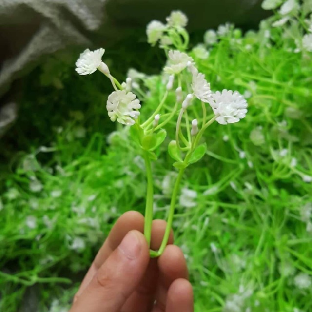 1 kg cỏ điểm các loại