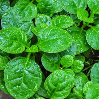 Hạt Giống Rau Mồng Tơi Lá To (20g)