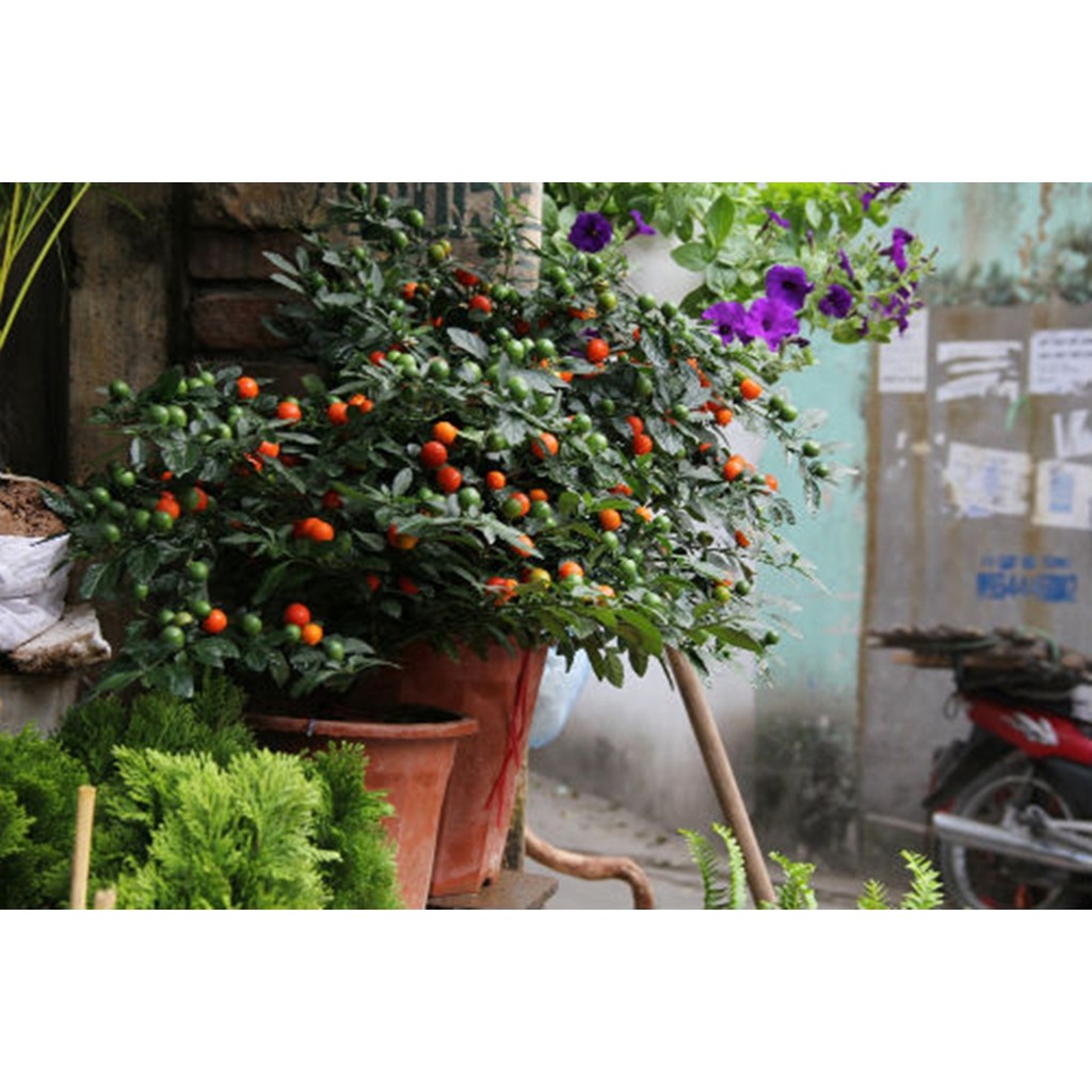Hạt giống Ớt bi cảnh