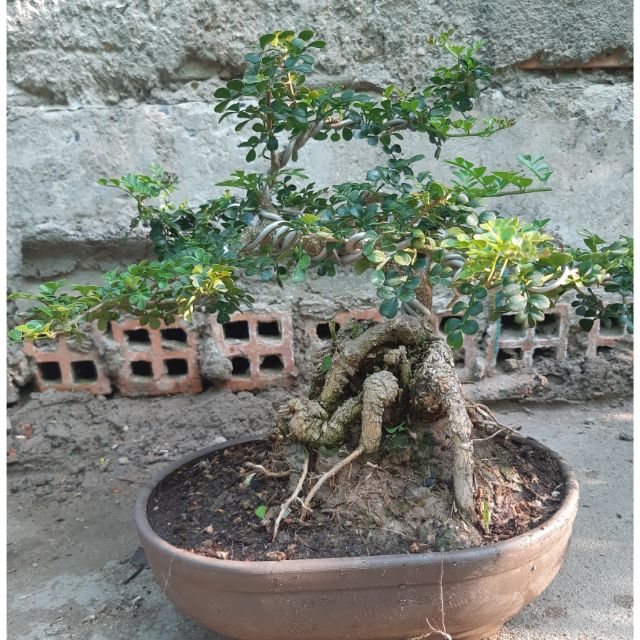 Cần thăng bonsai gốc lớn