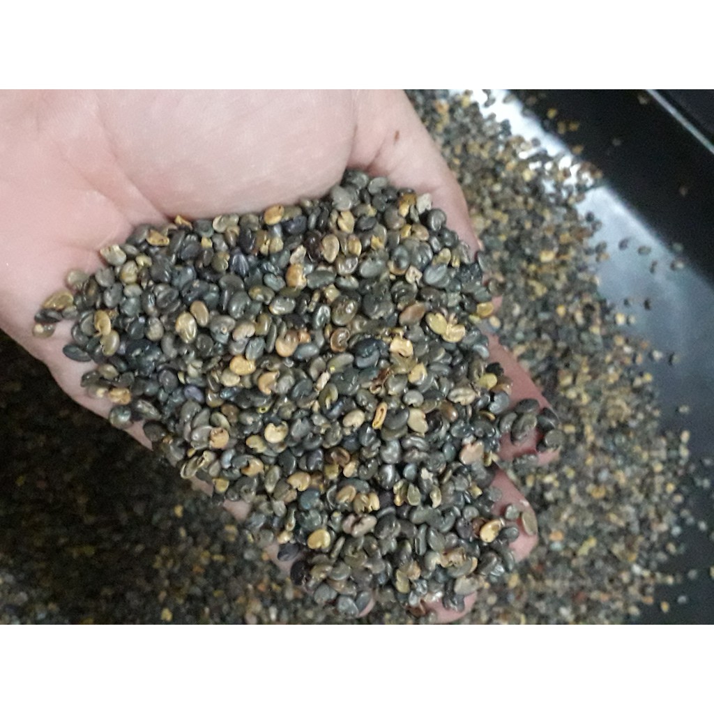 Hạt Giống Cỏ Lục Lạc Sợi - 1kg - Hạt Giống Cỏ Chăn Nuôi