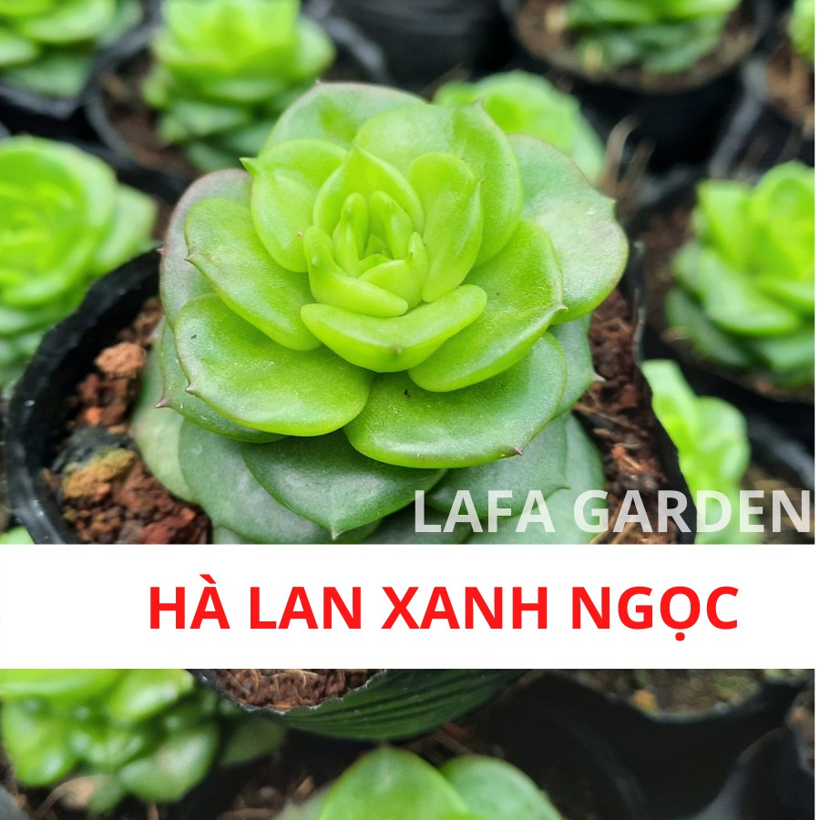 Sen đá hoa hồng hà lan màu xanh ngọc đẹp, cây sen đá có bầu rễ khỏe tại nhà vườn hoa sen đà lạt