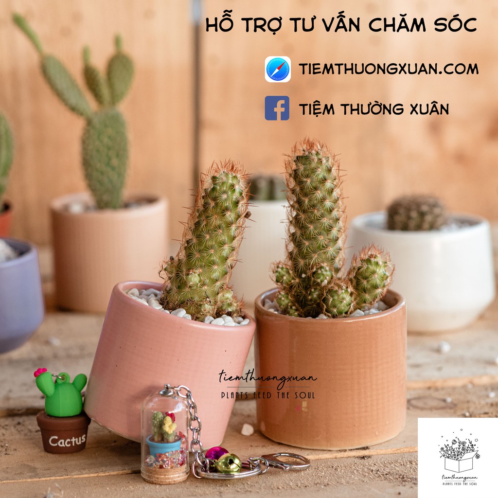 Ý nghĩa cây hoa xương rồng đẹp - Thanh sơn - Tai thỏ - Các loại mini - Tiệm Thường Xuân