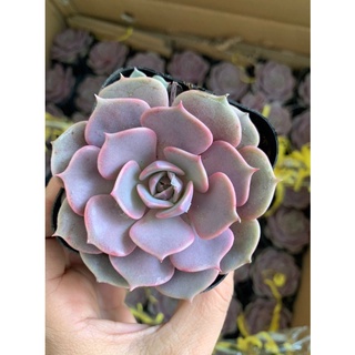 sen đá lola hồng TQ