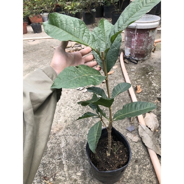 Cây mai xanh tháicao 1m5+