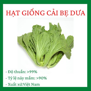 HẠT GIỐNG CẢI BẸ DƯA CAO SẢN 10 gram  sau 30-40 ngày gieo trồng đã có cải để muối dưa phụ vụ nhu cầu của gia đình R010
