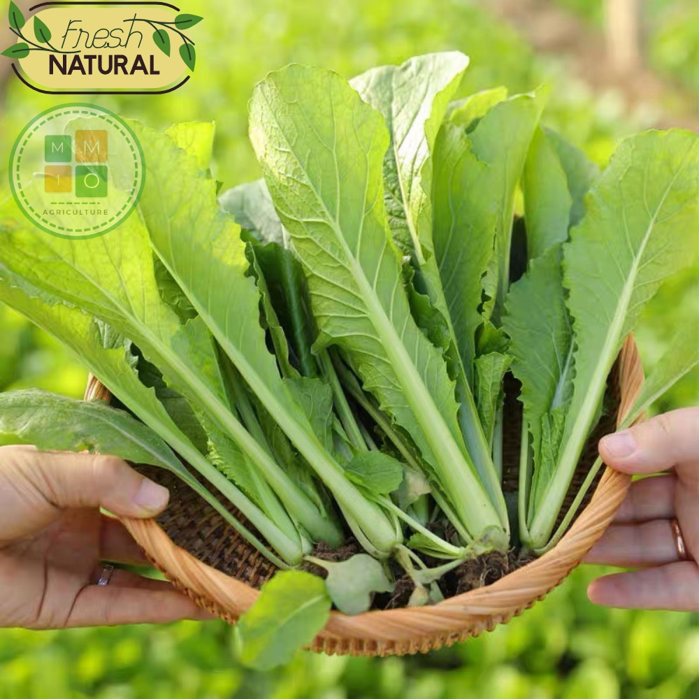 Hạt giống cải bẹ xanh, cải canh thơm ngon