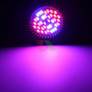 Led trồng cây 30W