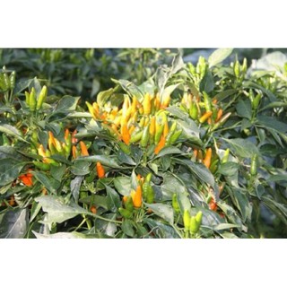 [Big Sale] (500-700 hạt) Hạt giống ớt Chili cam siêu cay
