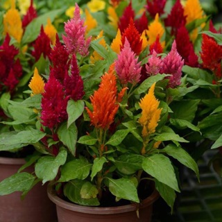 Hạt giống hoa  mào gà lửa ngũ sắc đủ màu_ Tặng hoa mỹ kép